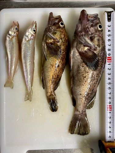 ソイの釣果