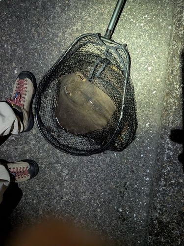 アカエイの釣果