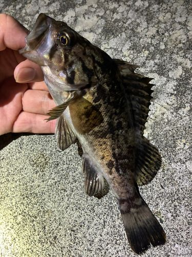ソイの釣果