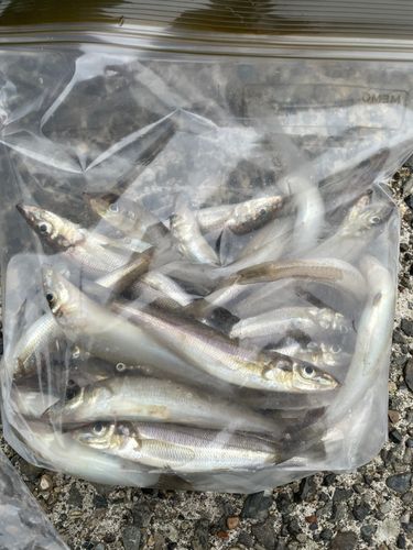 シロギスの釣果