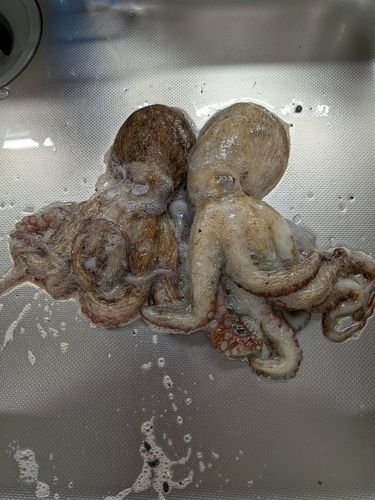 タコの釣果