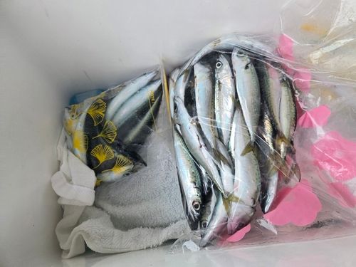 サバの釣果