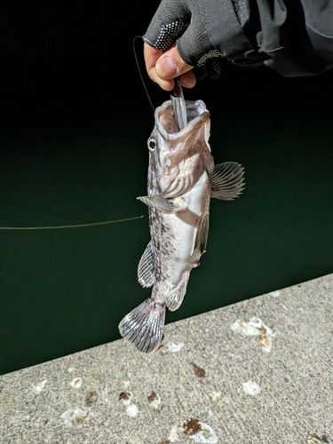 クロソイの釣果