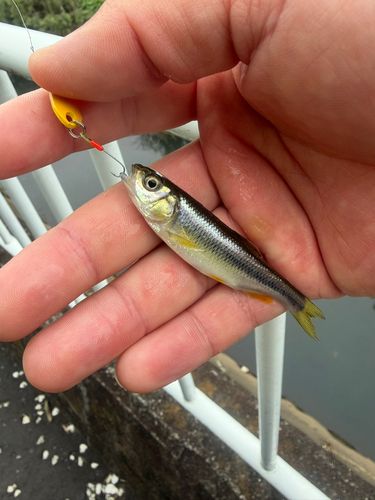 カワムツの釣果