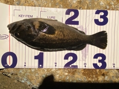 ソイの釣果
