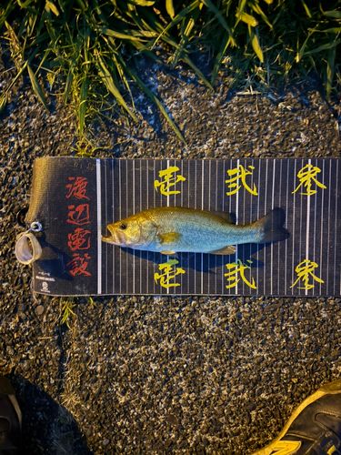 ラージマウスバスの釣果