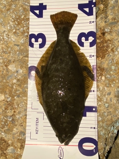 ヒラメの釣果