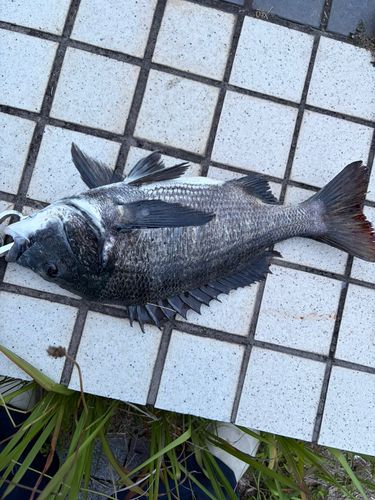 チヌの釣果