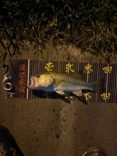 ラージマウスバスの釣果