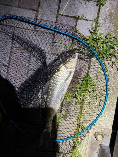 ニゴイの釣果