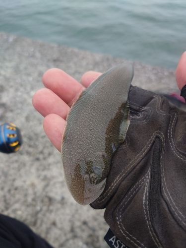 シタビラメの釣果