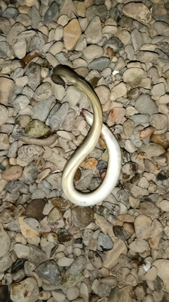 ウナギの釣果