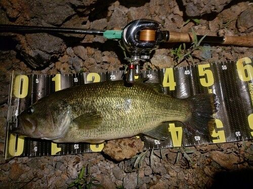 ブラックバスの釣果