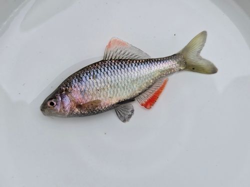 ヤリタナゴの釣果