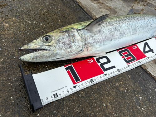 サワラの釣果