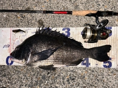 クロダイの釣果