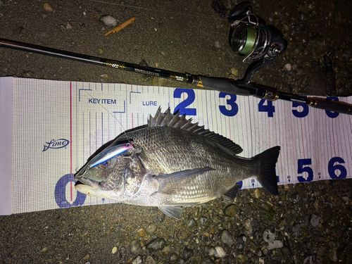 クロダイの釣果