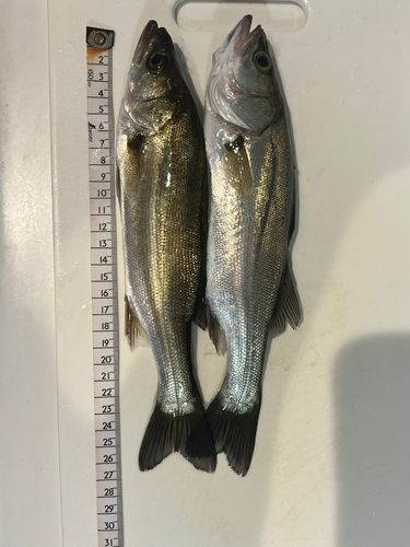 セイゴ（マルスズキ）の釣果