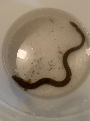 ウナギの釣果