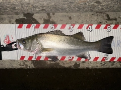 ヒラスズキの釣果