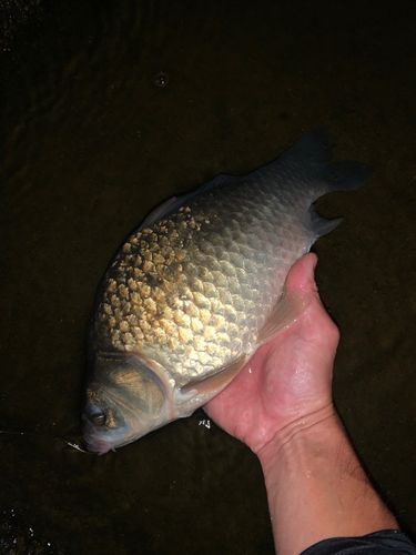 フナの釣果