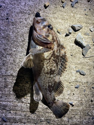 クロソイの釣果
