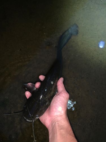 ナマズの釣果