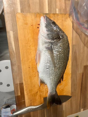 キビレの釣果