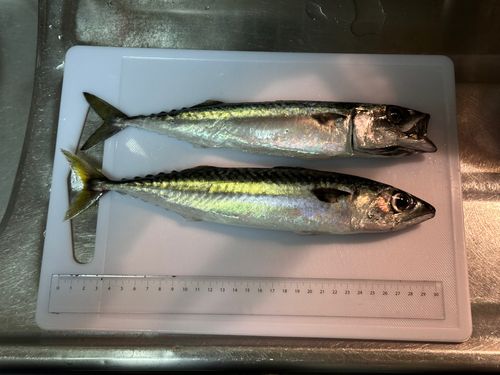 サバの釣果