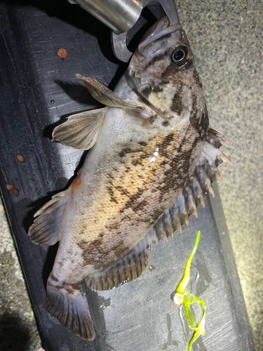 クロソイの釣果