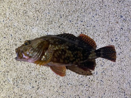 カサゴの釣果