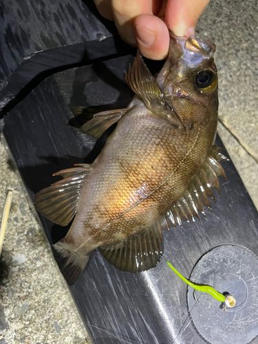 メバルの釣果