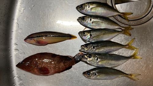 アジの釣果