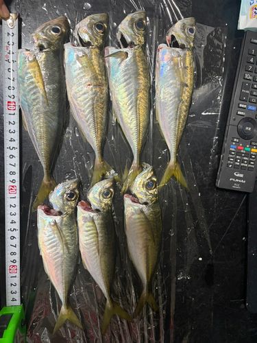 アジの釣果