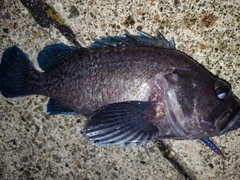 クロソイの釣果