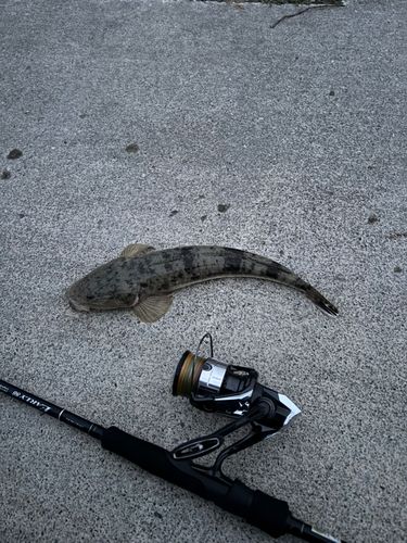 アイナメの釣果