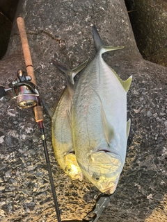 オニヒラアジの釣果