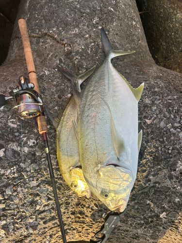 オニヒラアジの釣果