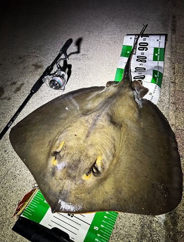 アカエイの釣果