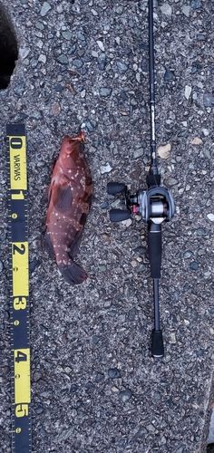 キジハタの釣果