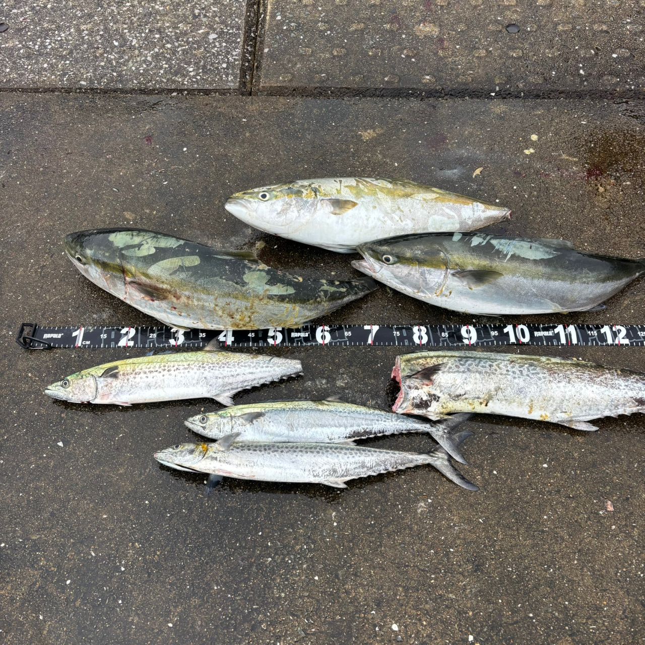 ブリの釣果写真