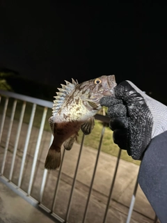 ソイの釣果