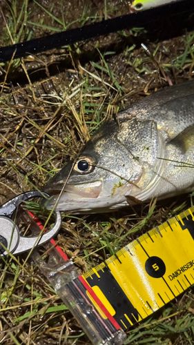 ヒラスズキの釣果