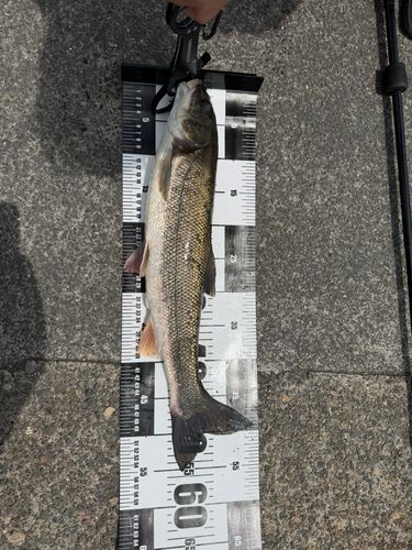 マルタウグイの釣果