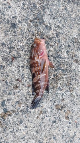 キジハタの釣果