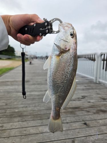 イシモチの釣果
