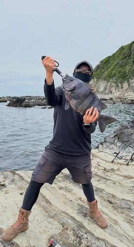 イシダイの釣果