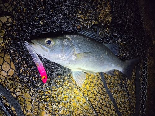 ヒラスズキの釣果