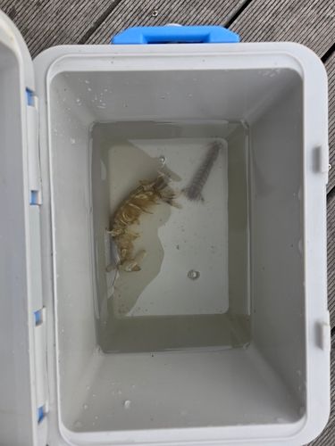 シャコエビの釣果