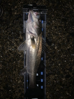 フッコ（マルスズキ）の釣果